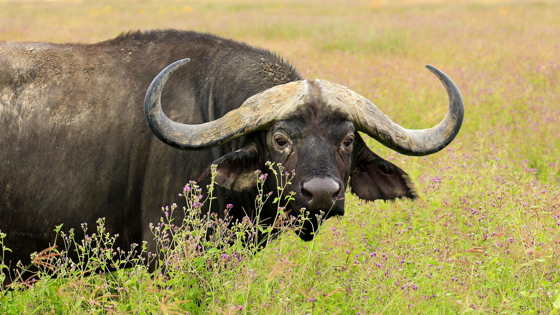 bufalo in tanzania safari