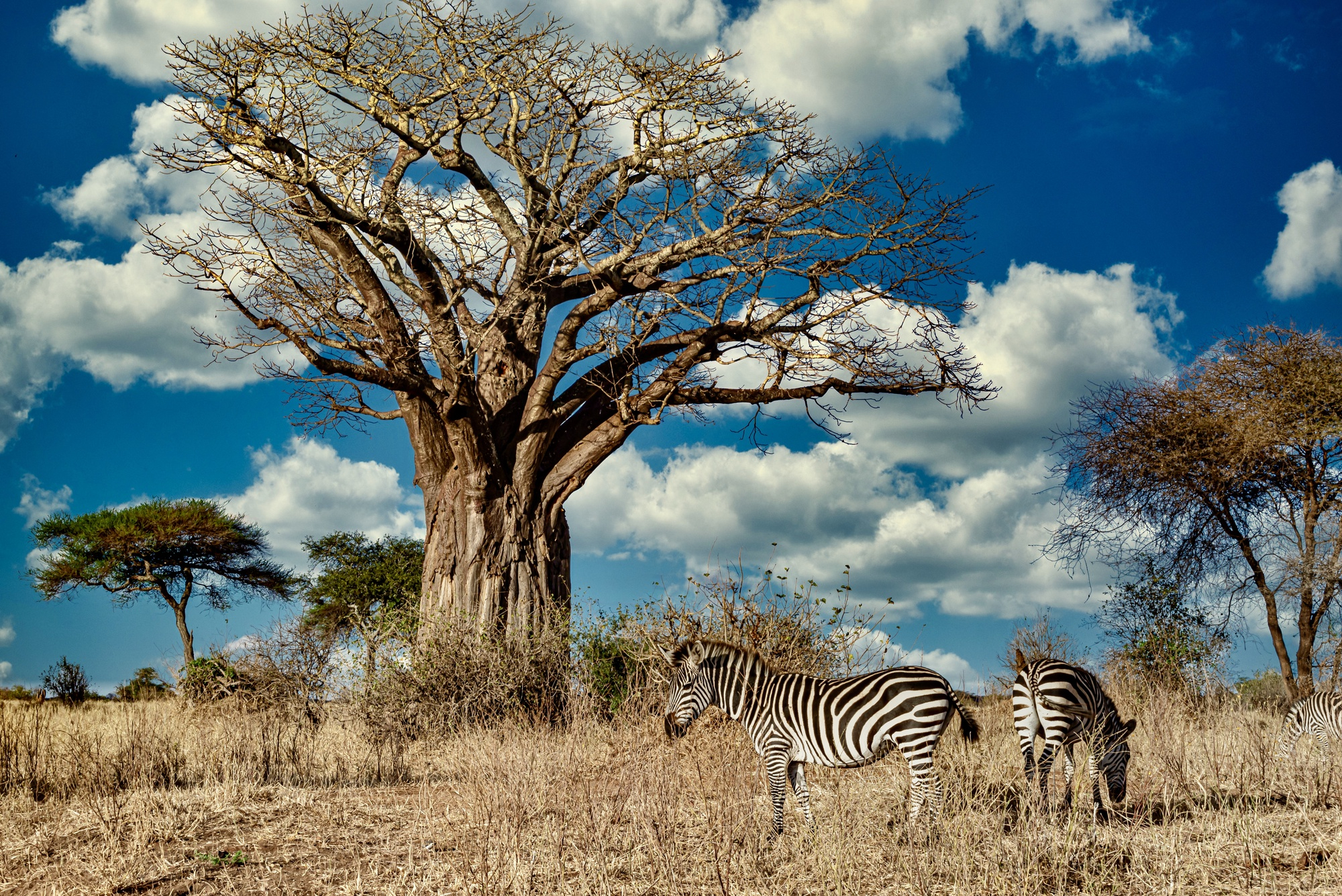 Zebre a Serengeti
