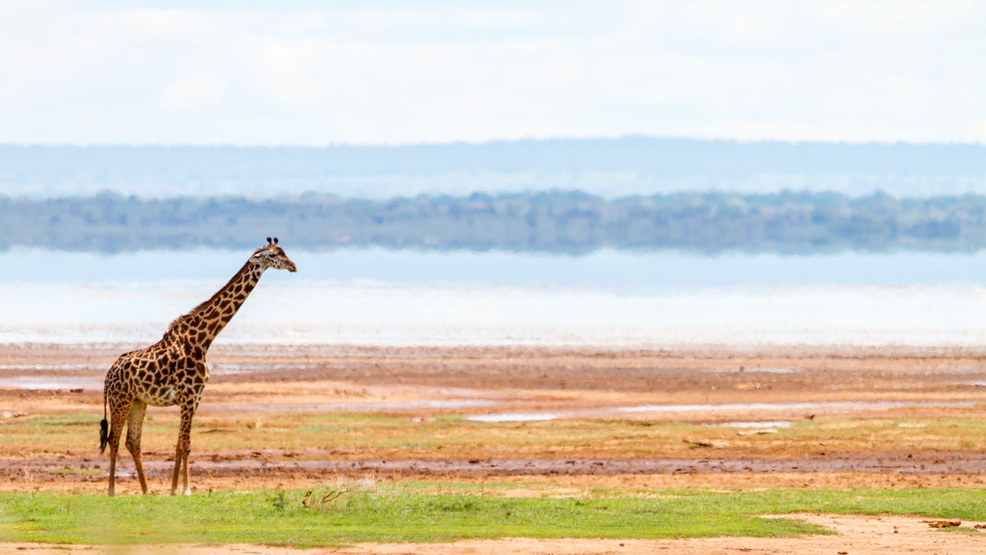 Giraffa a Ngorongoro