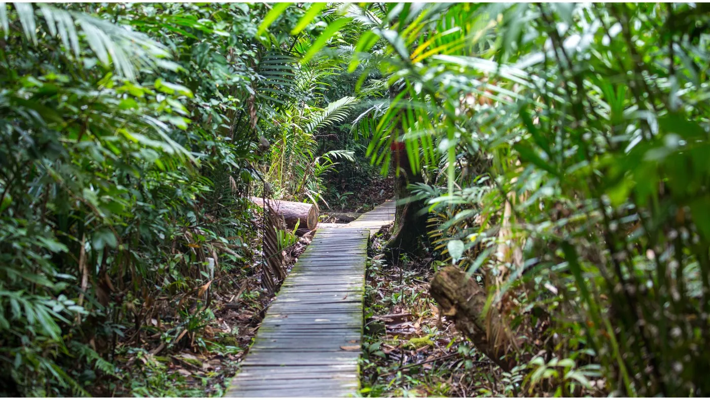 Escursione nel Parco Nazionale del Bako, Borneo Malese