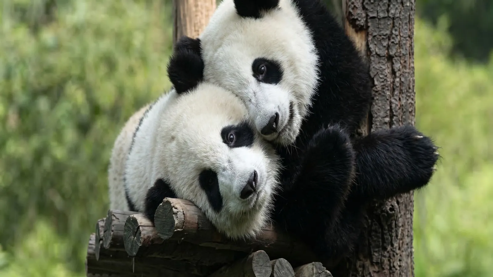 Un panda gigante a Chengdu, nel suo habitat naturale