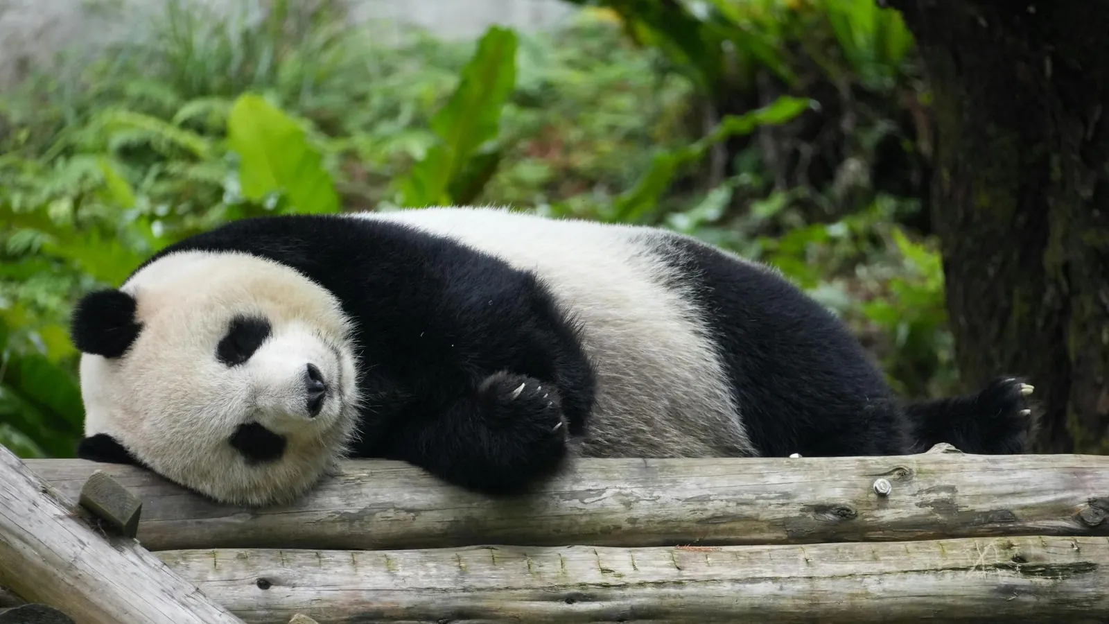 Un panda gigante si nutre di bambù a Chengdu