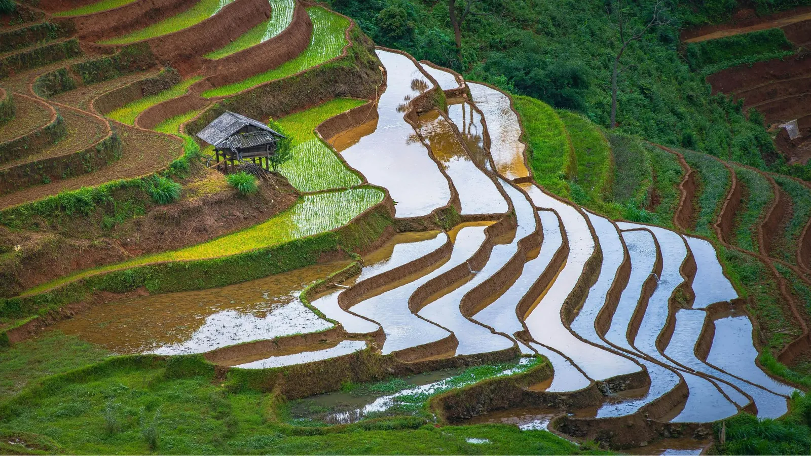 Le risaie a terrazza di Longji disegnano curve sulle colline