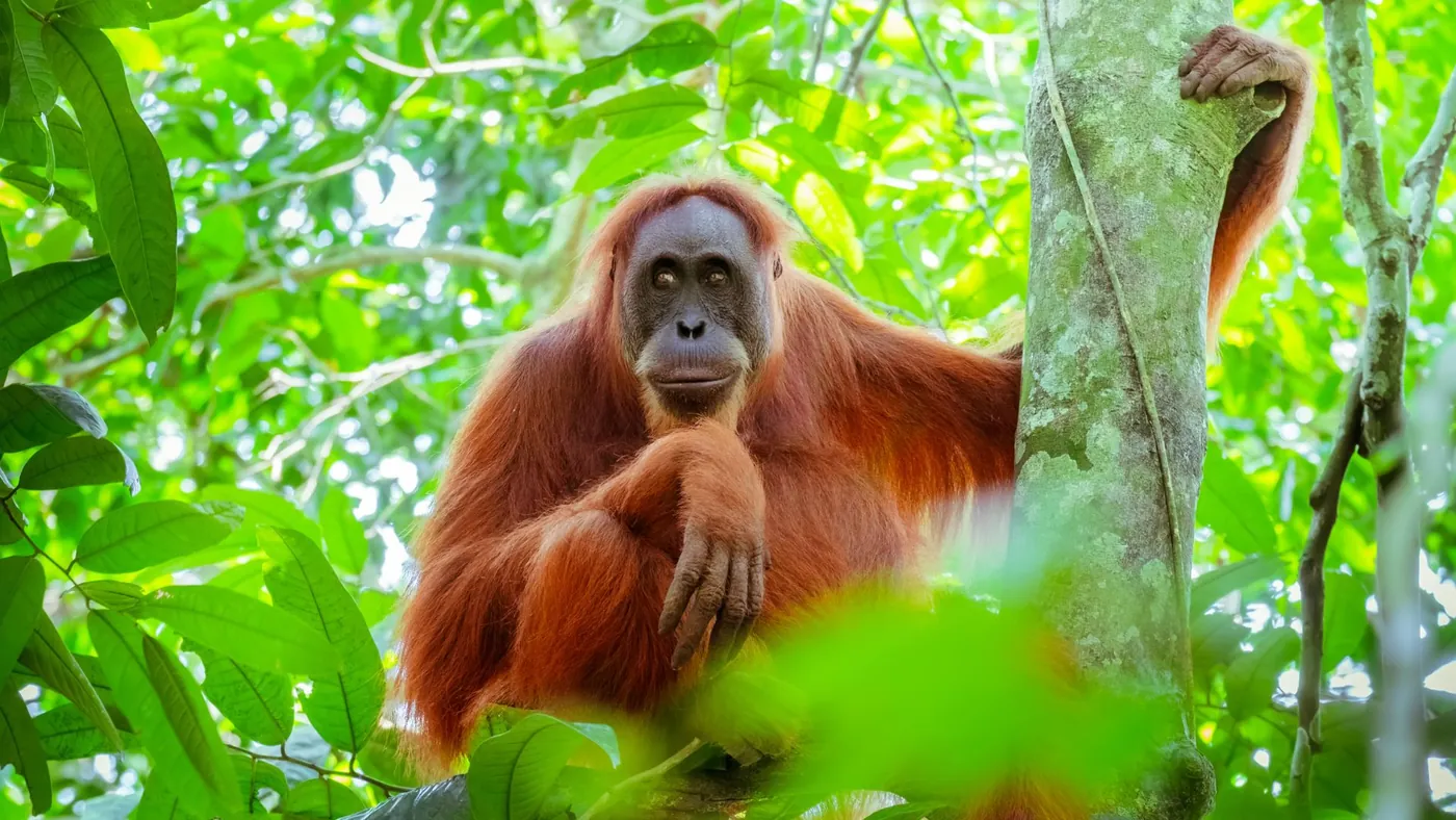 Orangotango nell'habitat naturale del Borneo Malese