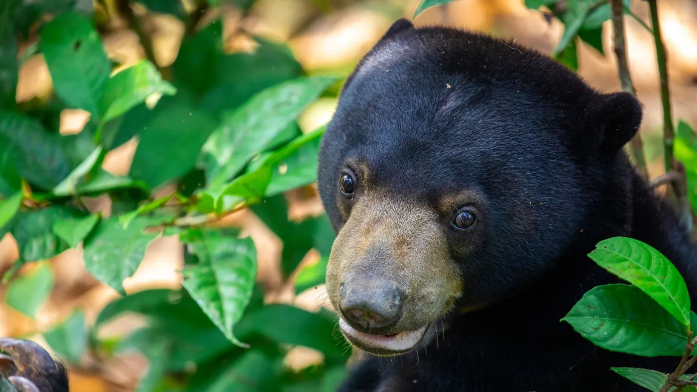 Crociera sul fiume Kinabatangan